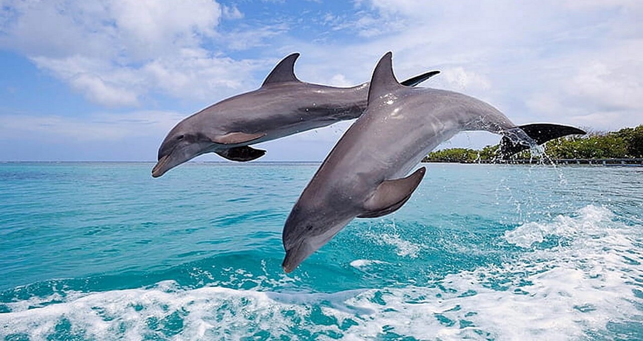 2 grey dolphins